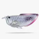 Eugy 3D Cardboard Model Kit - Silver Arowana