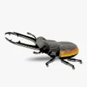 Eugy 3D Cardboard Model Kit - Stag Beetle